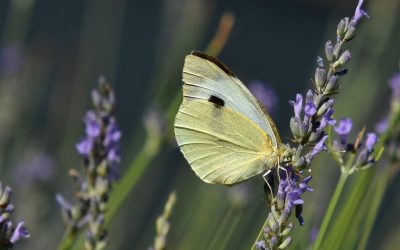 Inseguendo una farfalla gialla risvegliata dall’aria tiepida